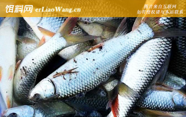鲮鱼:商品饵料