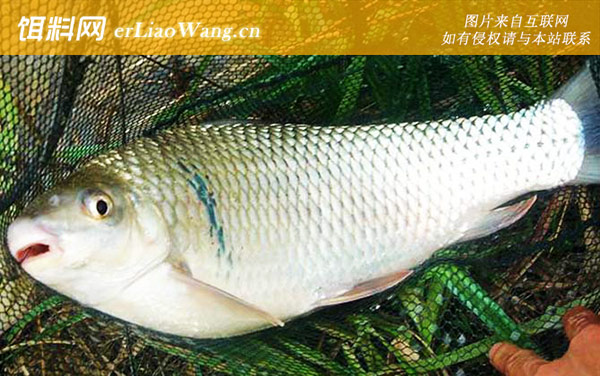 钓鲮鱼:调漂技巧