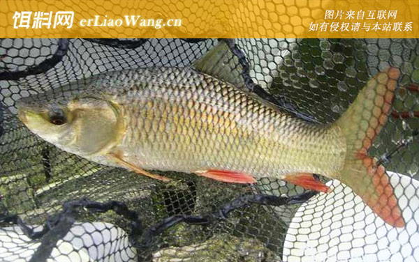 钓鲮鱼:常用钓法