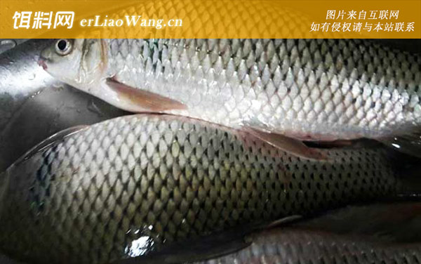 鲮鱼:商品饵料