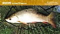 野钓鲮鱼最佳饵料配方