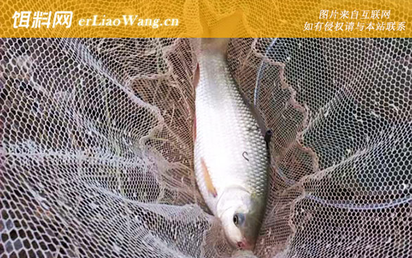 鲮鱼:自制饵料