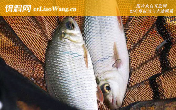 钓土鲮鱼:饵料配方