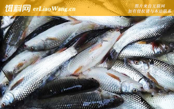 钓土鲮鱼:常用钓法