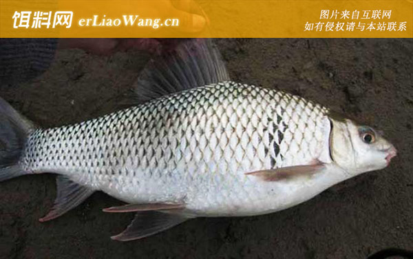 钓鲮鱼:自制饵料