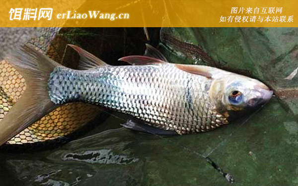 钓鲮鱼:经典配方