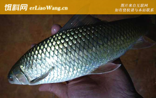 钓鲮鱼:钓具搭配