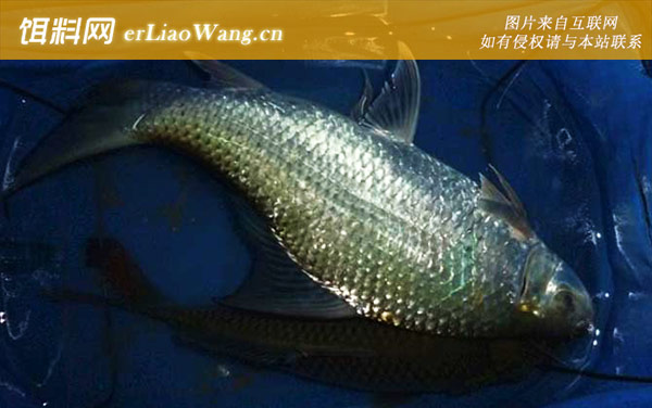 钓鲮鱼技巧及注意事项-常见漂相