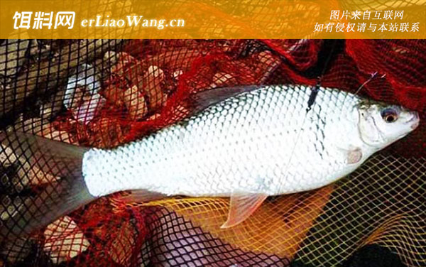 钓鲮鱼:注意事项