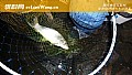 野钓鲮鱼怎么调漂最实用?