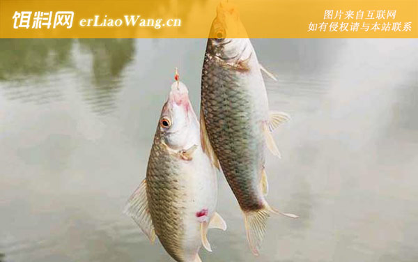 野钓鲮鱼:常用钓法