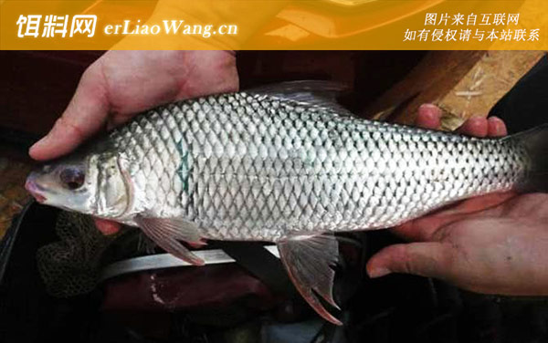 鲮鱼:生活习性