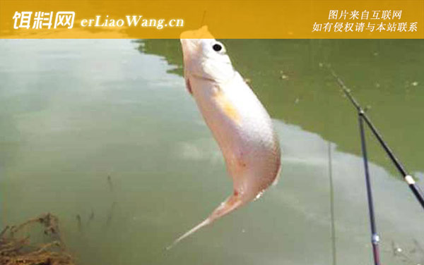 鲮鱼:调漂技巧
