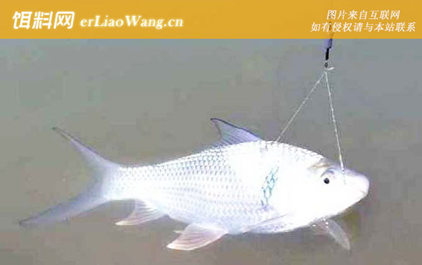 钓土鲮鱼:花生枯