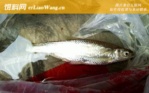 白条鱼:生活习性