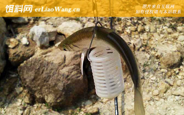 白条鱼:分布范围