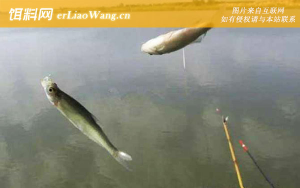 白条鱼:生活习性