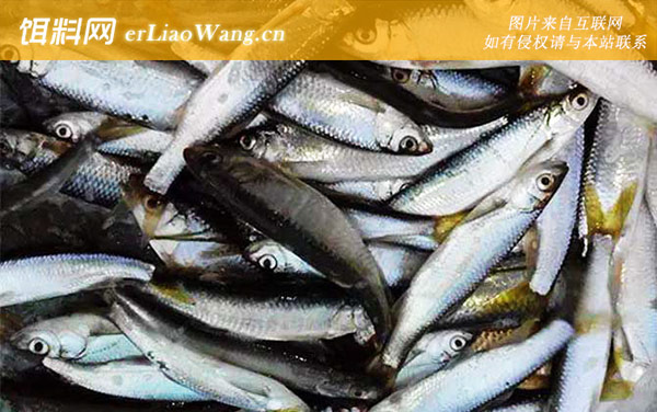 白条鱼和马口鱼有什么区别-栖息环境