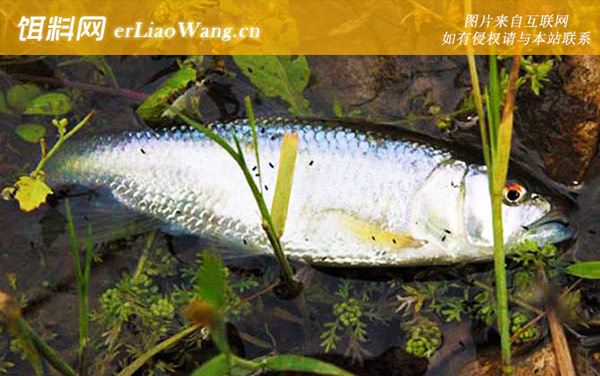 马口鱼:摄食习性