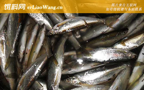 麦穗鱼:栖息环境