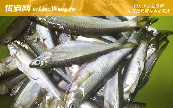 钓白条鱼:窝料选用