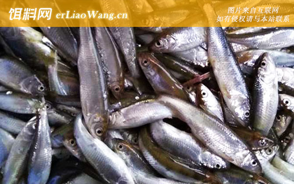 钓白条鱼:经典配方