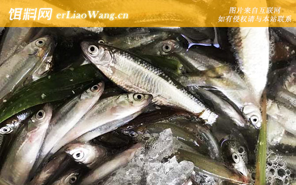 钓白条鱼:饵料配方