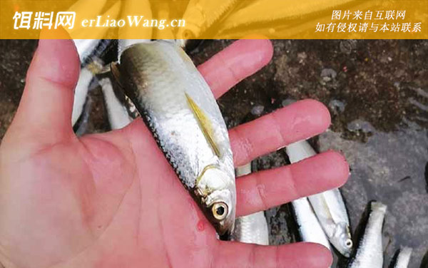 钓白条鱼:钓具搭配