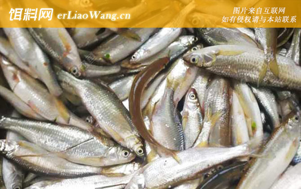 钓白条鱼:常用饵料