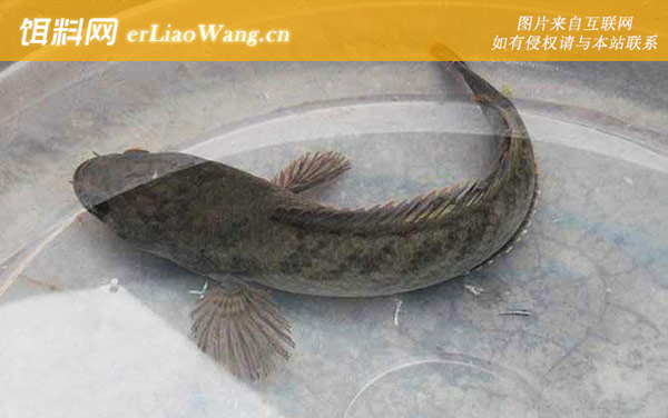 像黑鱼但不是黑鱼是什么鱼-宽额鳢