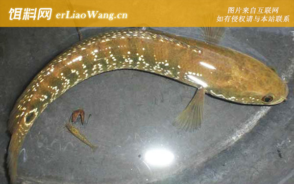 黑鱼有几个品种-月鳢