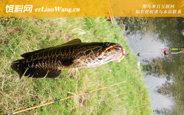 黑鱼:黑鱼不属于风水鱼