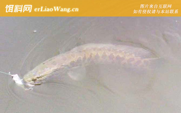 黑鱼:黑鱼的跳跃能力强