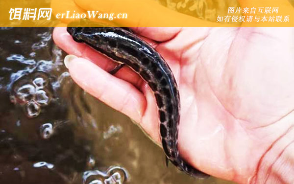 黑鱼养殖:鱼种投放