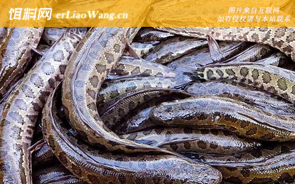 黑鱼养殖技术及病害防治-饲料投喂