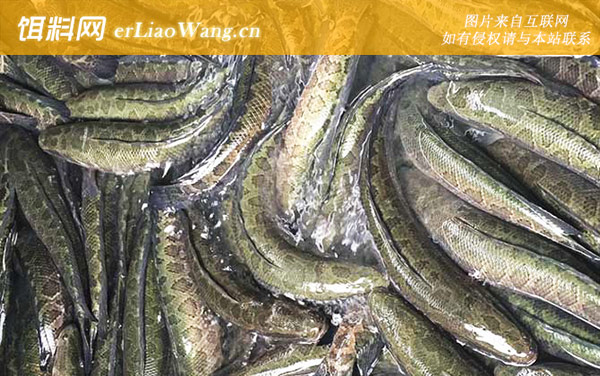 黑鱼养殖技术及病害防治-水质管理