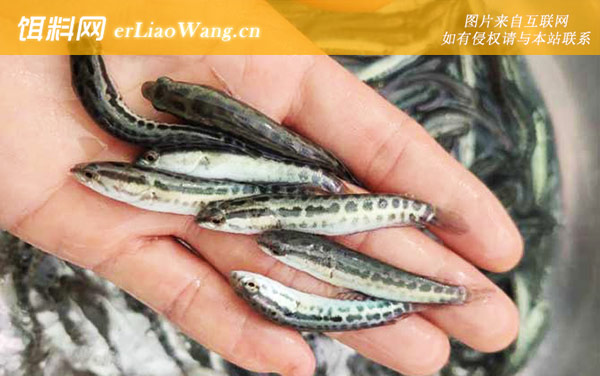 黑鱼养殖技术及病害防治-病害防治