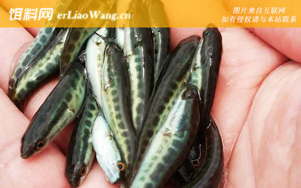 黑鱼苗:生活习性
