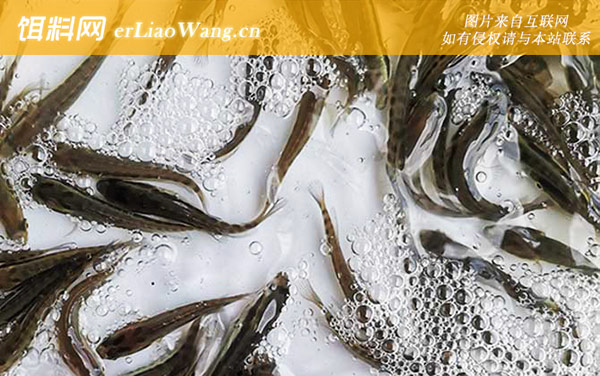 黑鱼苗:常见种类