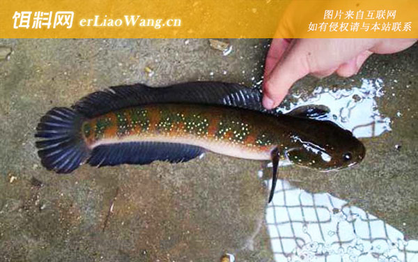 钓黑鱼:钓具搭配