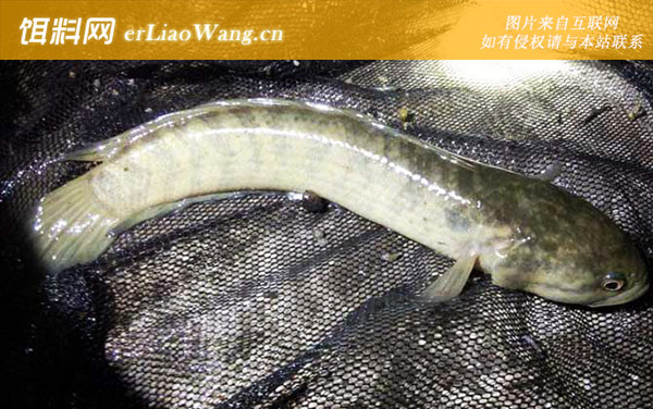 钓黑鱼:常用饵料