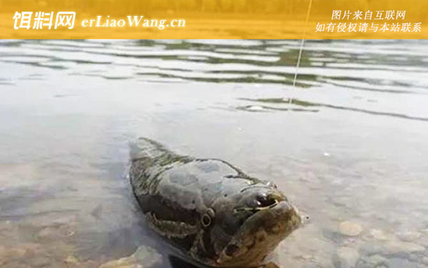 钓黑鱼:钓法技巧