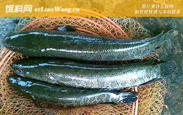 黑鱼用什么鱼饵最好钓-钓法技巧