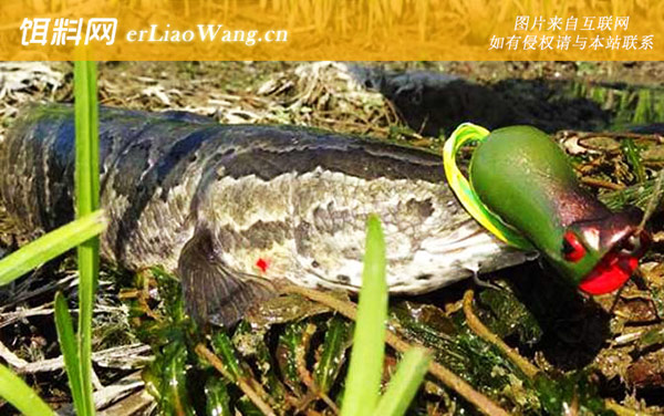 钓黑鱼:钓具搭配