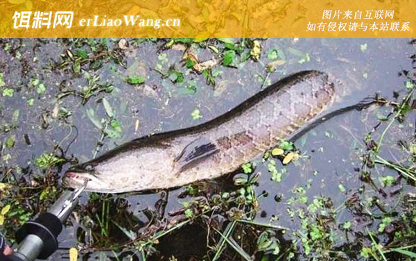 钓黑鱼:饵料选用