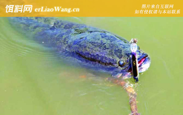 路亚黑鱼:作钓技巧