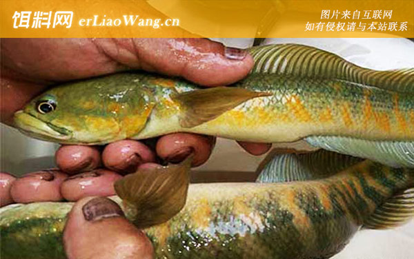 路亚黑鱼:注意事项