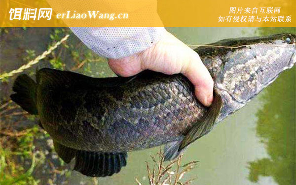 钓黑鱼:钓法技巧