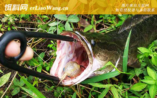 钓黑鱼:注意事项