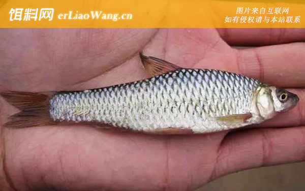 麦穗鱼:生活习性